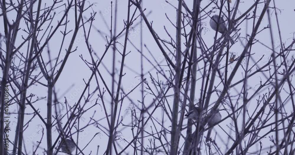 Pied wagtail roost in tree at dawn Pied wagtail roost in tree at dawn
