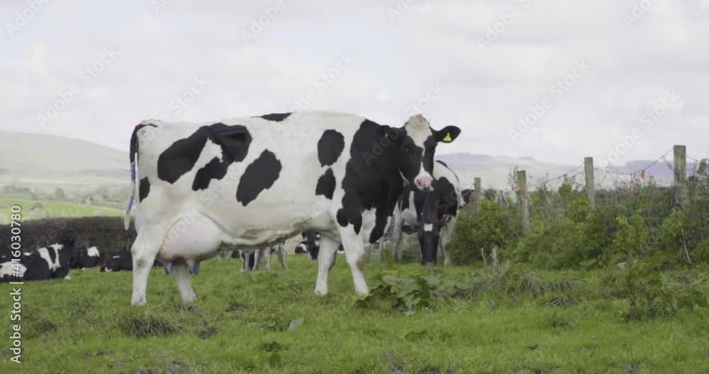 Dairy cow side on in herd looking towards camera. Gimbal Dairy cow side on in herd looking towards camera. Gimbal