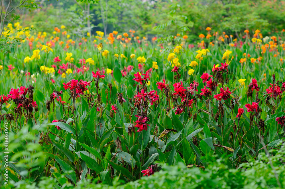 Fototapeta premium A Lush Garden with lots of Flowering Plants