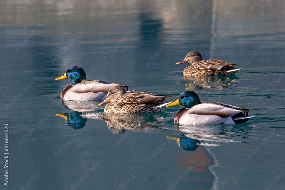 Fototapeta premium Pair of Pairs