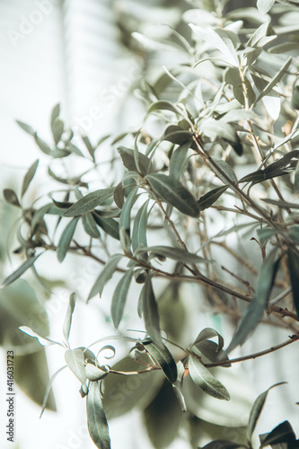 Olive tree in pot. Indoor evergreen potted plant on a light background. Shadow of focus on the wall. House plants