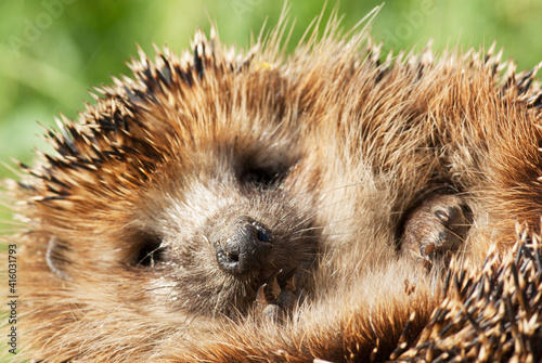A small hedgehog lies on its back and looks at the camera close-up.