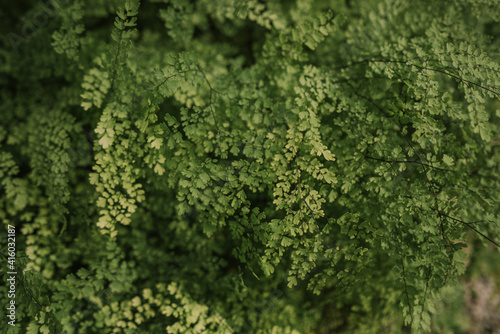 common Maidenhair spleenwort in Queen Sirikit botanical garden in Chaing Mai