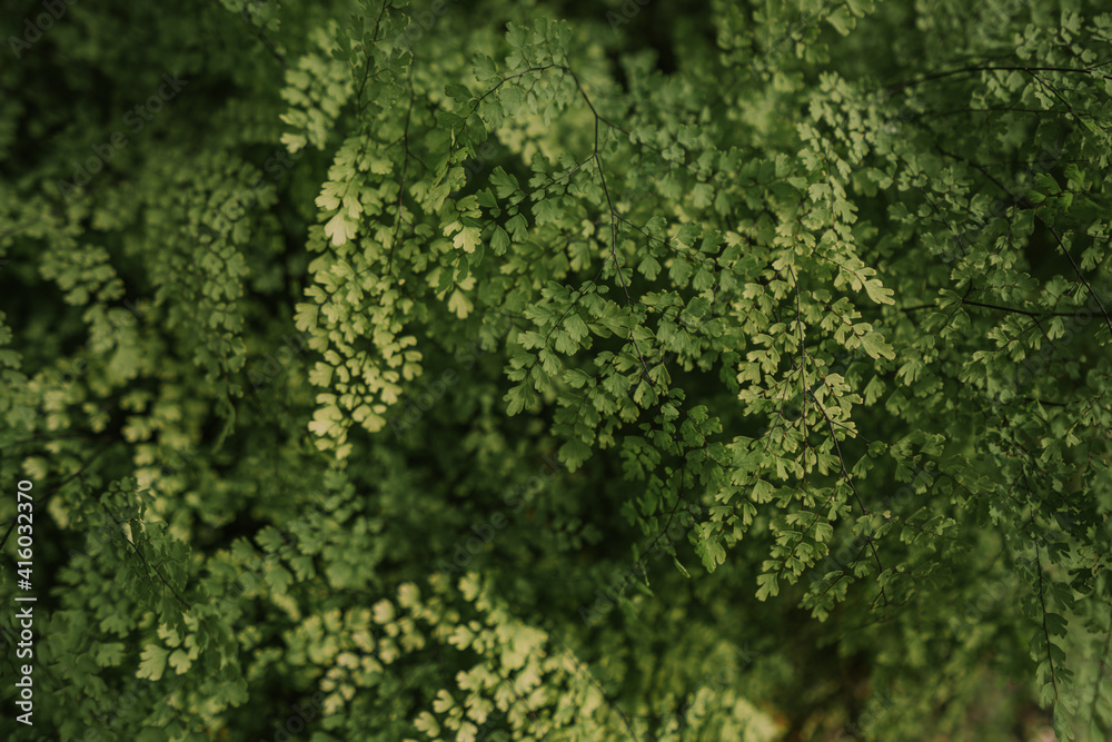 common Maidenhair spleenwort in Queen Sirikit botanical garden in Chaing Mai