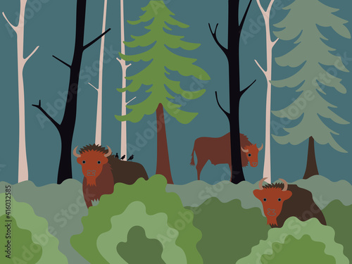 Rewilding Bison
