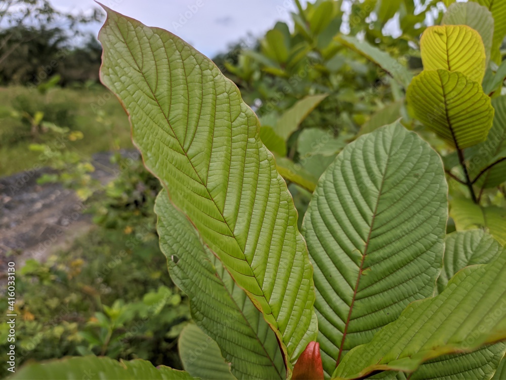 Kratom plants (Mitragyna speciosa) in the morning Kratom plants (Mitragyna speciosa) in the morning