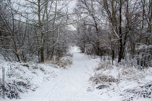 Walking way in the winter nature in city sumy in Ukraine. Winter trees covered with snow and a snowy trail in forest background
