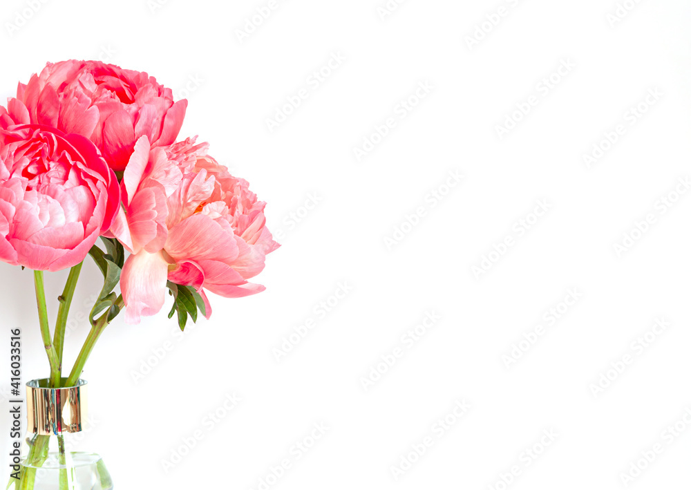 A bouquet of fresh beautiful coral peonies close up on the white background. Copy space A bouquet of fresh beautiful coral peonies close up on the white background. Copy space