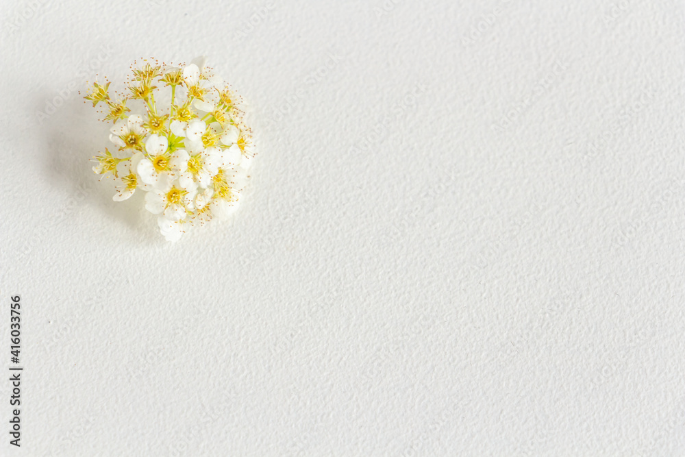 bright spring background - the combination of yellow and white, greeting card. Place for text, copy space, flat lay bright spring background - the combination of yellow and white, greeting card. Place for text, copy space, flat lay