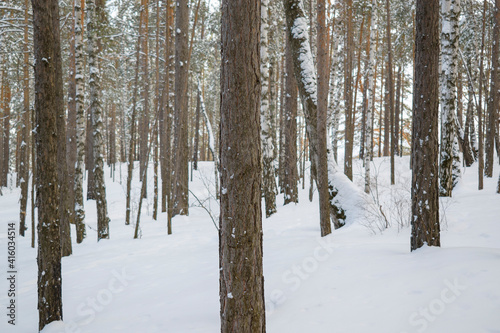 Mixed forest in winter. Birches and pines. White snow.