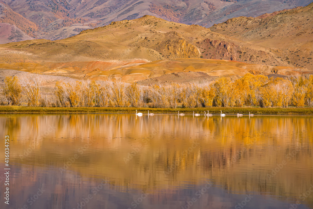 swans mountains lake autumn dawn swans mountains lake autumn dawn
