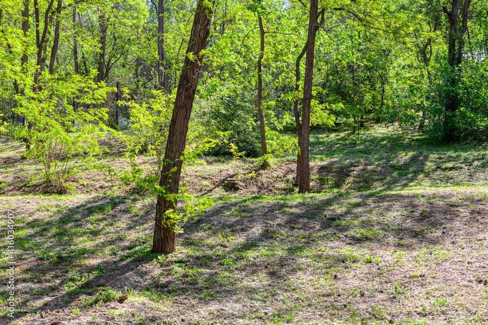 Fototapeta premium Fresh spring nature in the park . Nature in april month 