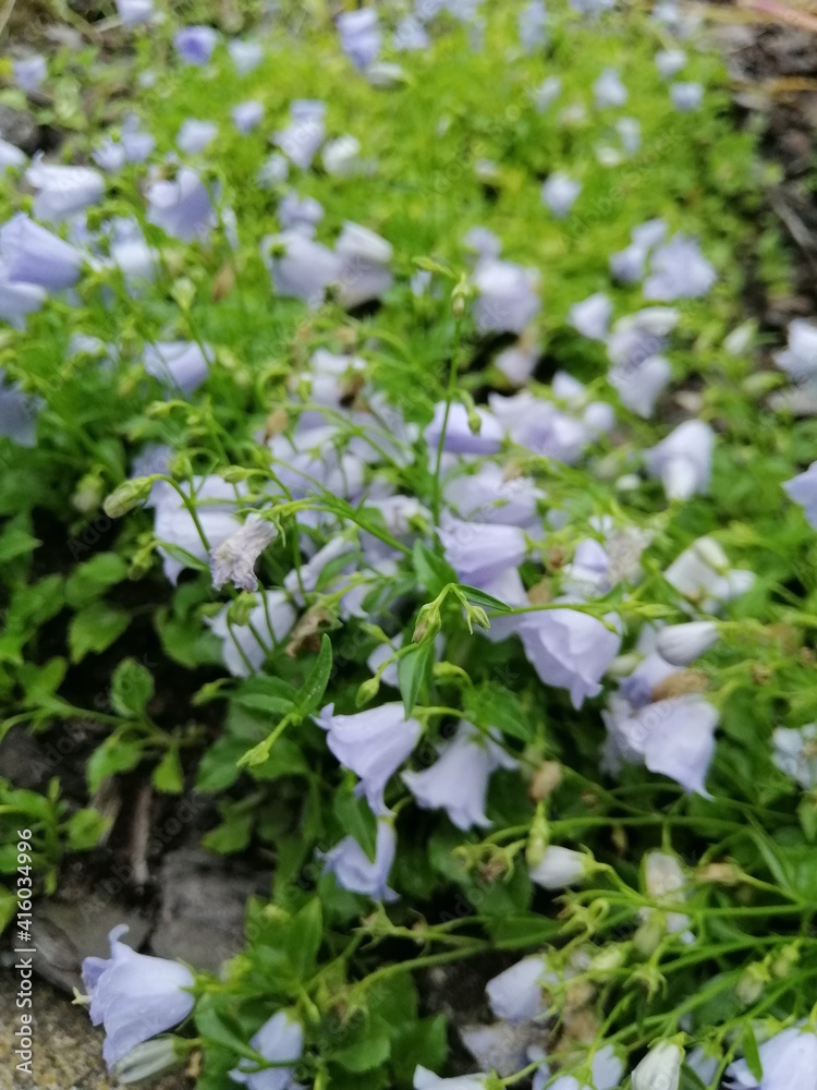 little beautiful purple bells flowers. close up. Blooming Campanula. Floral Wallpaper little beautiful purple bells flowers. close up. Blooming Campanula. Floral Wallpaper