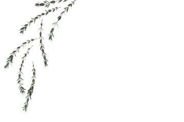 Eucalyptus branches and leaves on white background. Minimal composition of eucalyptus. Flat lay, top view, copy space, mockup