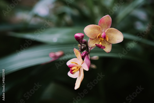 Moth orchid in Queen Sirikit botanical garden in Chaing Mai