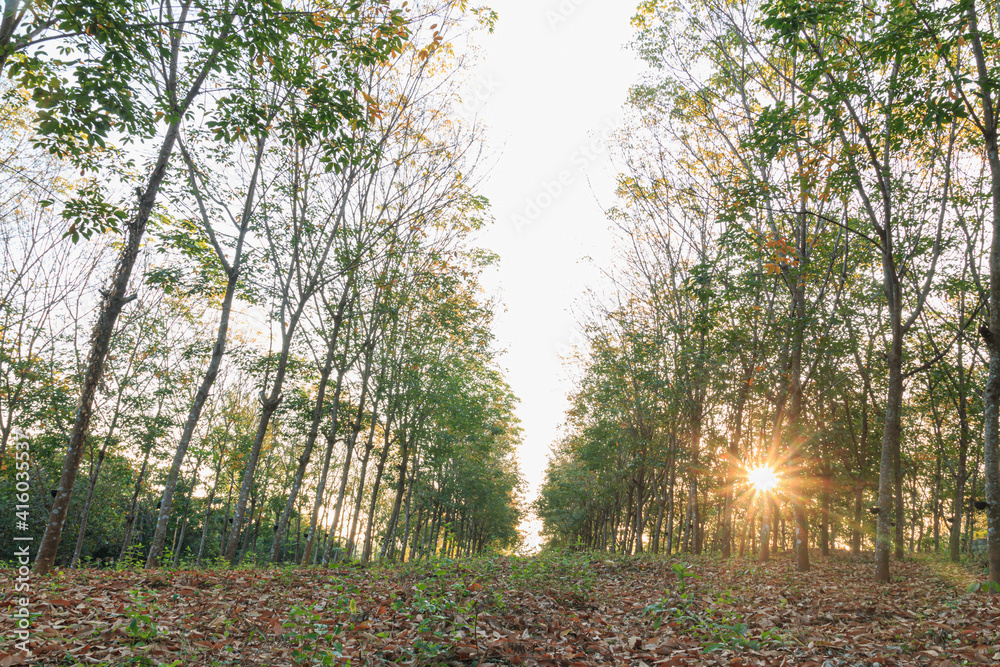 Obraz premium Leaves production season of the rubber plantation.With sunrise in morning