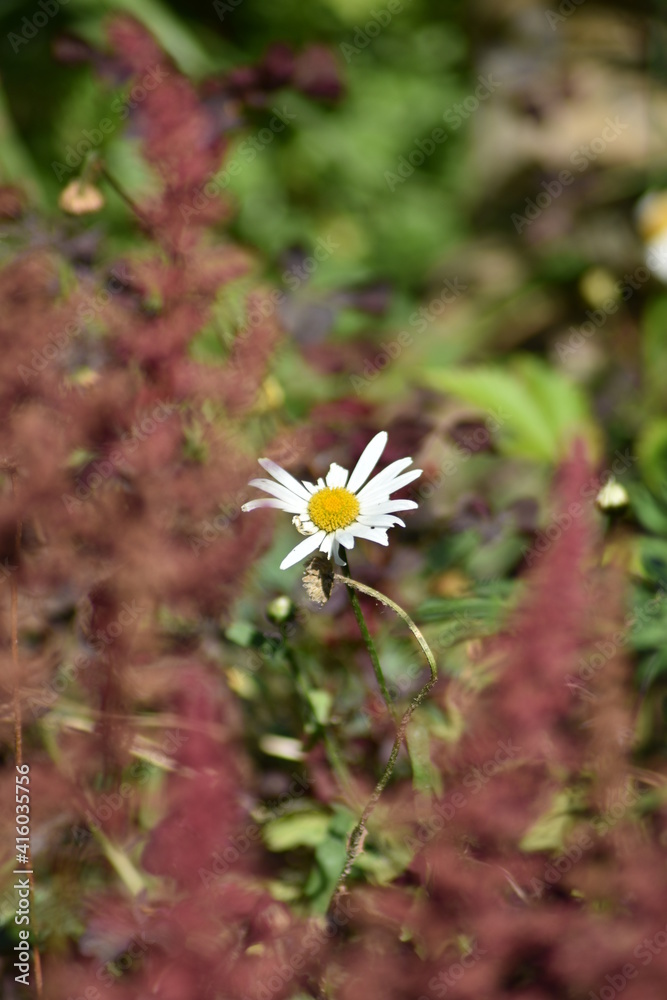 beautiful delicate flowers grow in the garden beautiful delicate flowers grow in the garden
