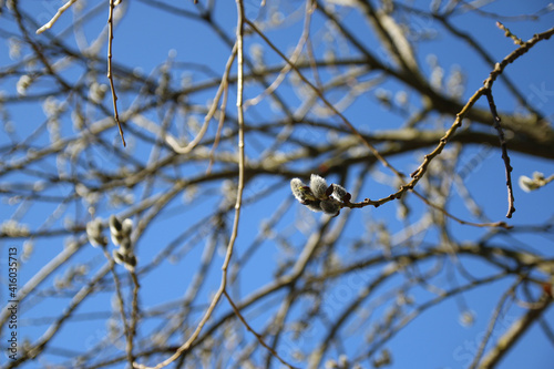 Kidney on branches in spring against the blue sky background.