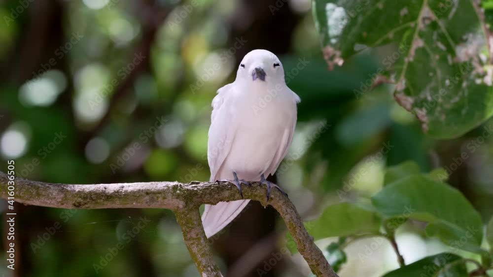 Fairy Terns or white tern (Gygis alba) Sitting on a branch Fairy Terns or white tern (Gygis alba) Sitting on a branch
