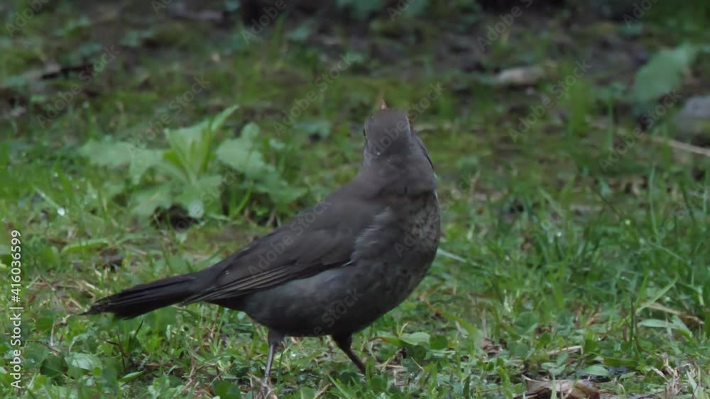Female common blackbird or Turdus merula looks warily at camera. Dark bird is going to fly away. Sochi, Russia. Female common blackbird or Turdus merula looks warily at camera. Dark bird is going to fly away. Sochi, Russia.