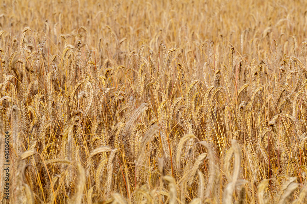 Getreidefeld vor der Ernte, Getreide Getreidefeld vor der Ernte, Getreide