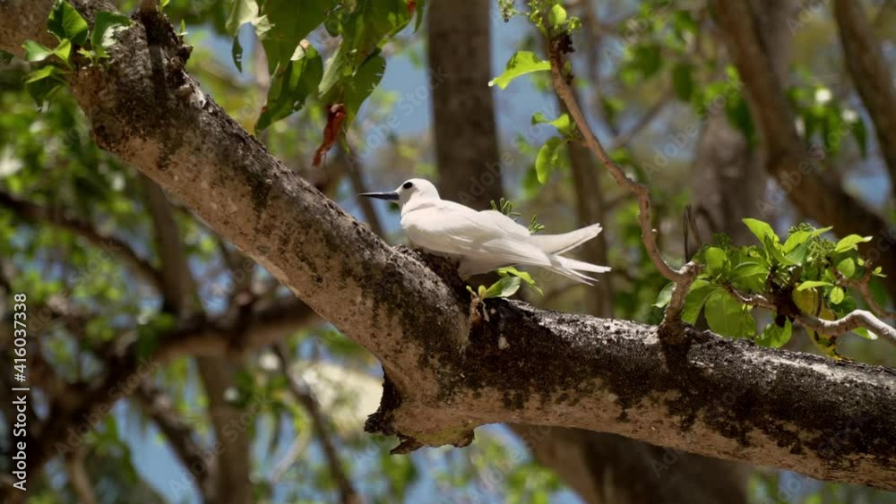 Fairy Terns or white tern (Gygis alba) nesting on a branch Fairy Terns or white tern (Gygis alba) nesting on a branch