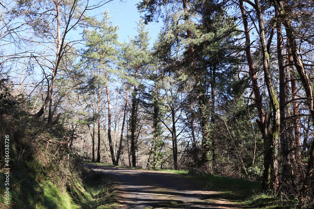 Obraz premium Chemin forestier, ville de Bas en Basset, département de la Haute Loire, France
