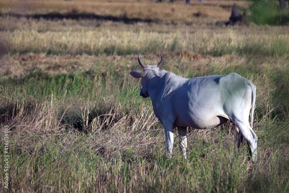 Fototapeta premium A Female cow in the rice field