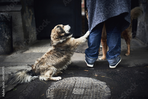 Dog on the street asking woman for food.