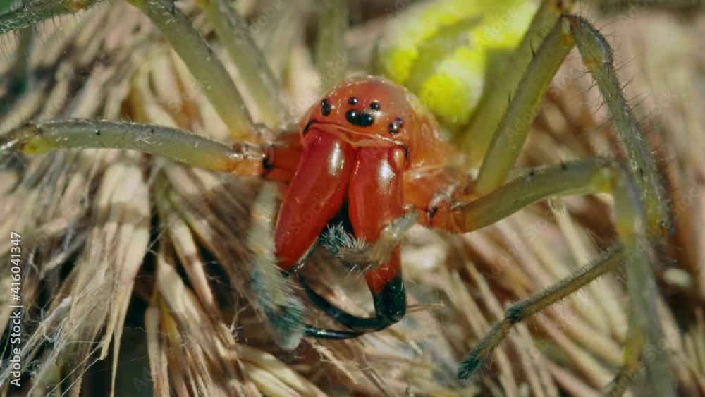 European venomous yellow sac spider Cheiracanthium punctorium cleaning itself