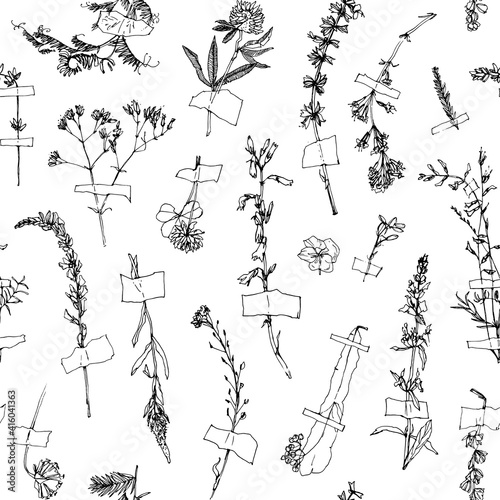 Herbarium. Vector seamless pattern with wild flowers. Vector hand drawn illustration on white background.