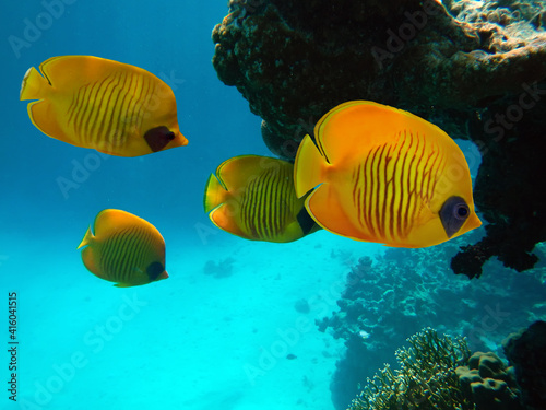 Underwater image of coral reef and School of Masked Butterfly Fish