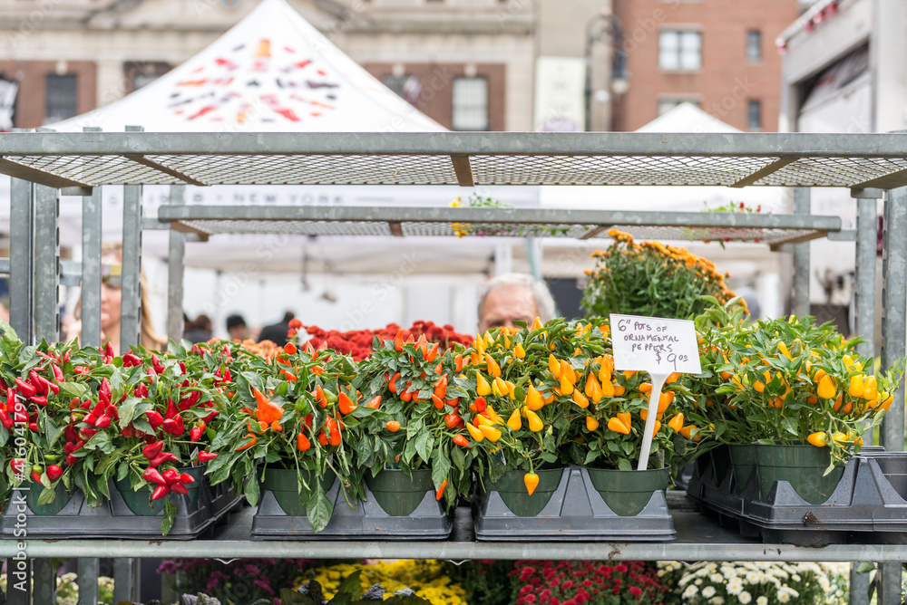 Flowers and plants on a sttreet market in New York