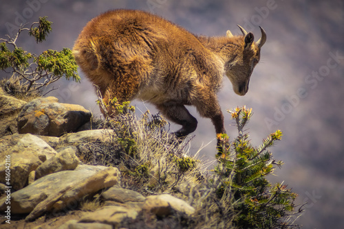 Himalayan tahr in the rocky mountain habitat. Animals in the Himalayas. Nepal. photo