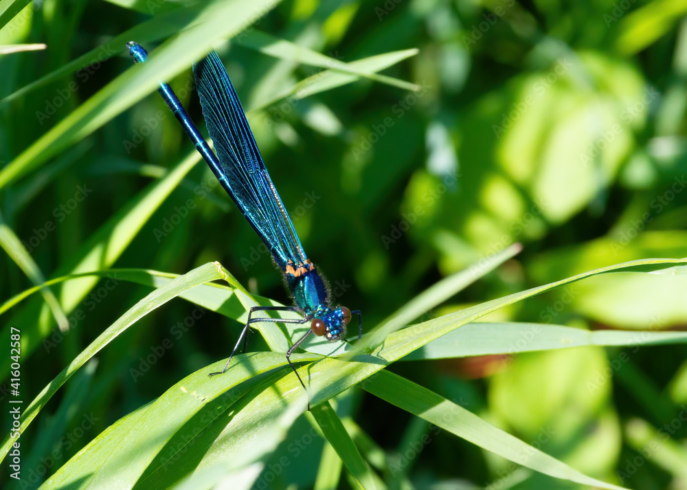 Banded demoiselle, Calopteryx splendens. A male dragonfly sits on a leaf of a plant on the river bank Banded demoiselle, Calopteryx splendens. A male dragonfly sits on a leaf of a plant on the river bank