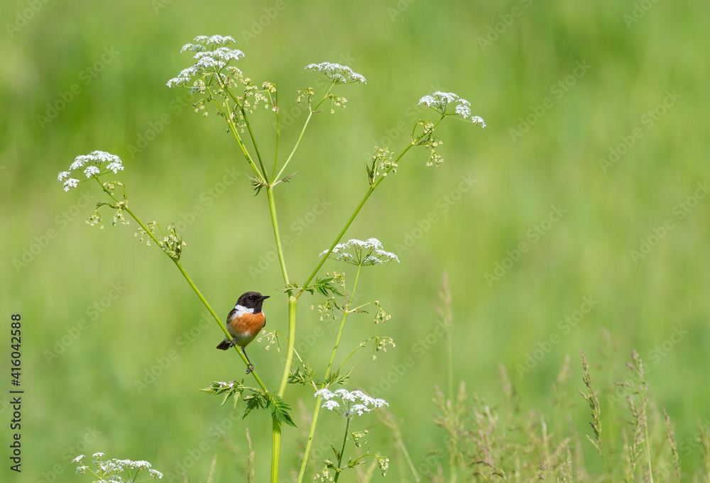 European stonechat, Saxicola rubicola. A male bird sits on a stem of a plant on a beautiful green background European stonechat, Saxicola rubicola. A male bird sits on a stem of a plant on a beautiful green background