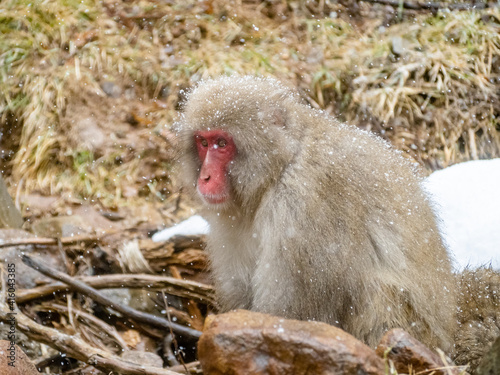 Adult Japanese macaque sits in the snow 6