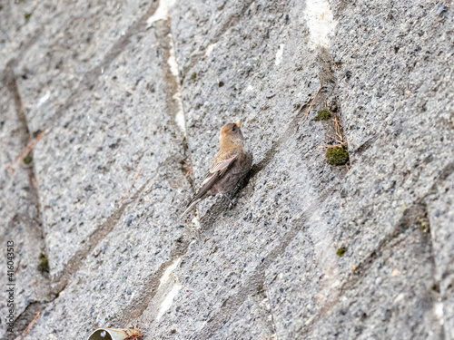 Long-tailed rosefinch on roadside wall 1
