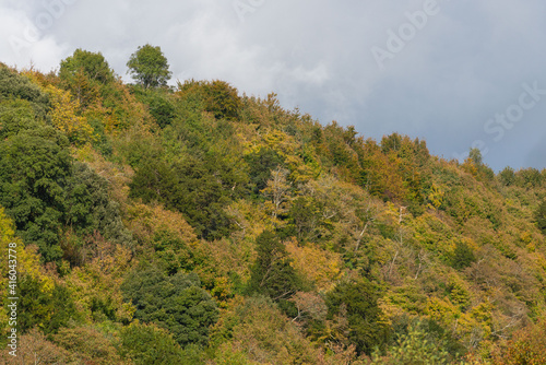 Various colourd trees on the side of a hill photo