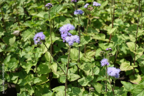 Flowers of lavender colored Ageratum houstonianum in July