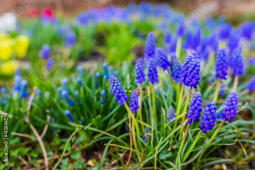 Blue Muscari flowers close up. A group of Grape hyacinth (Muscari armeniacum) blooming in the spring