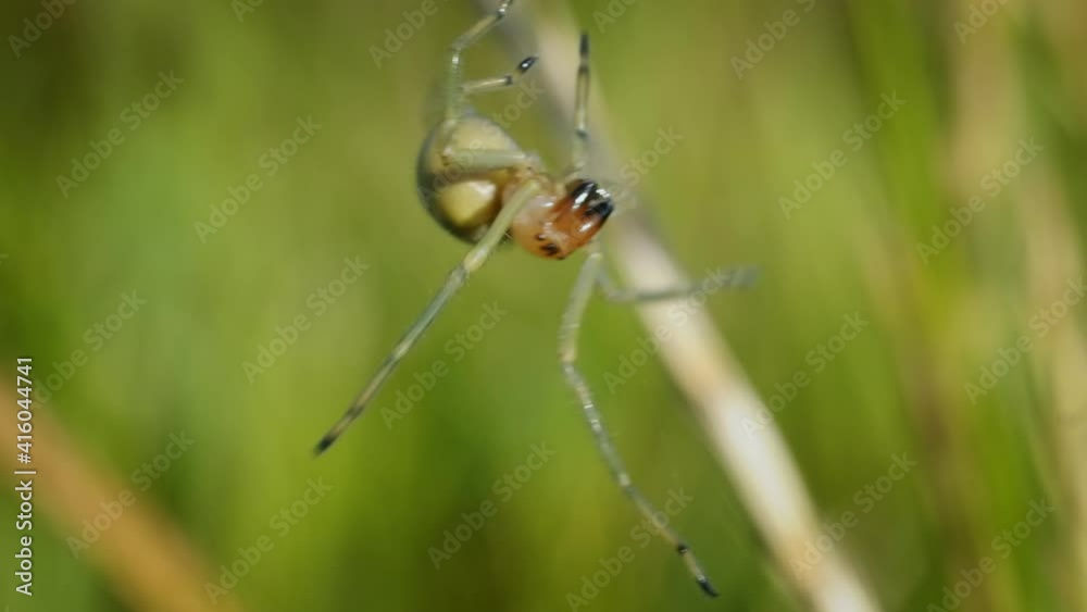 European venomous yellow sac spider Cheiracanthium punctorium female