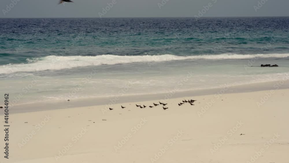 Brown Noddy or Common Noddy (Anous stolidus) Brown Noddy or Common Noddy (Anous stolidus)