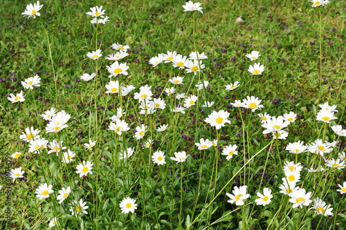 Field of white wildflower daisy Leucanthemum vulgare and common self-heal Prunella vulgaris on a lawn