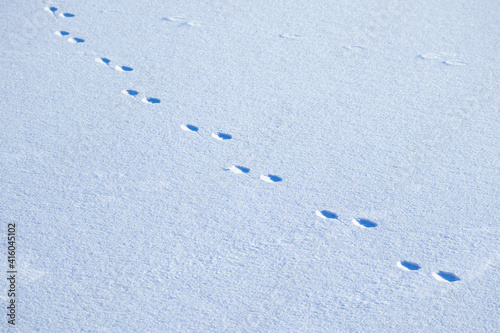 Animal footprints on white snow, top view.