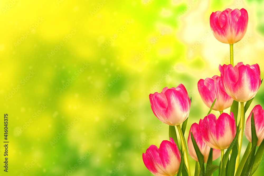 floral background of spring bright flowers. tulip