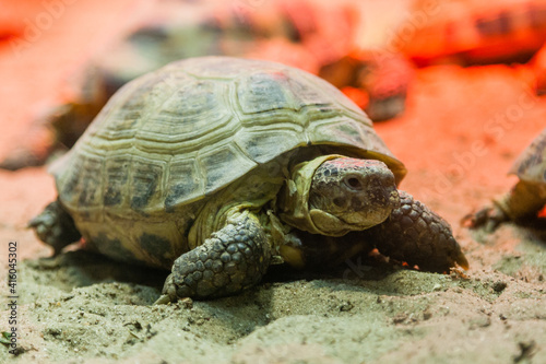 Turtle walking on sand