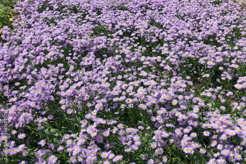 Lots of violet flowers of Erigeron speciosus in June