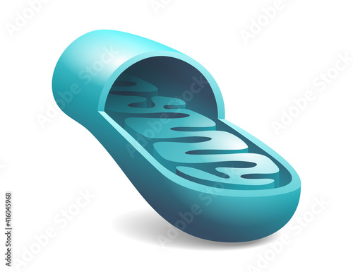 Mitochondria slice with ctructure and components