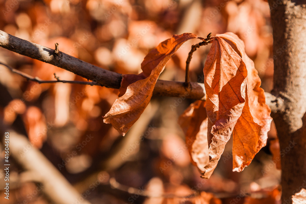 Autumn leaves on a branch in the sunlight close-up